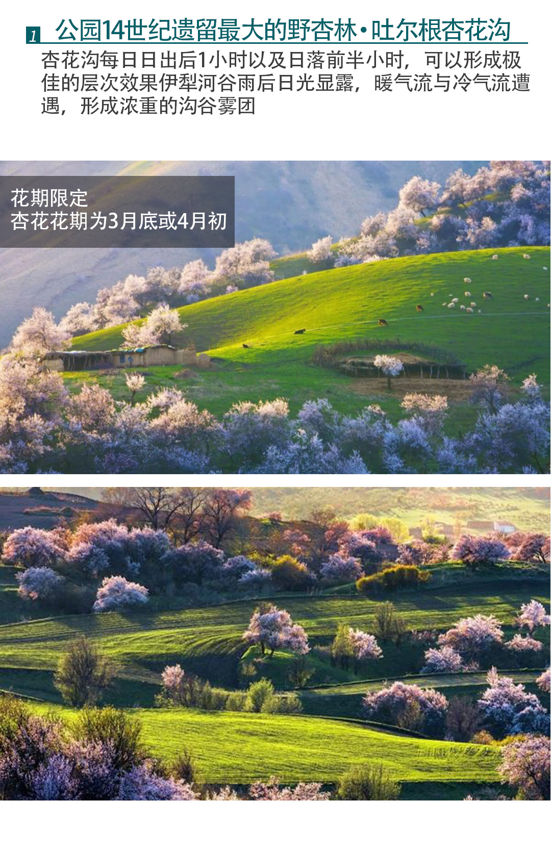 杏遇蓝冰2025详情图1_04 杏遇蓝冰2025详情图1_04