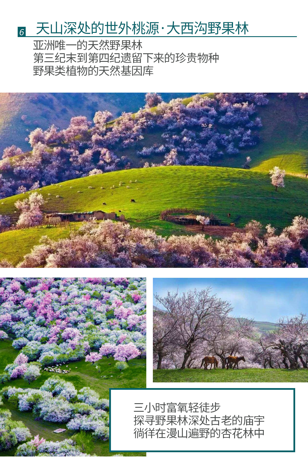 杏遇蓝冰2025详情图1_08 杏遇蓝冰2025详情图1_08